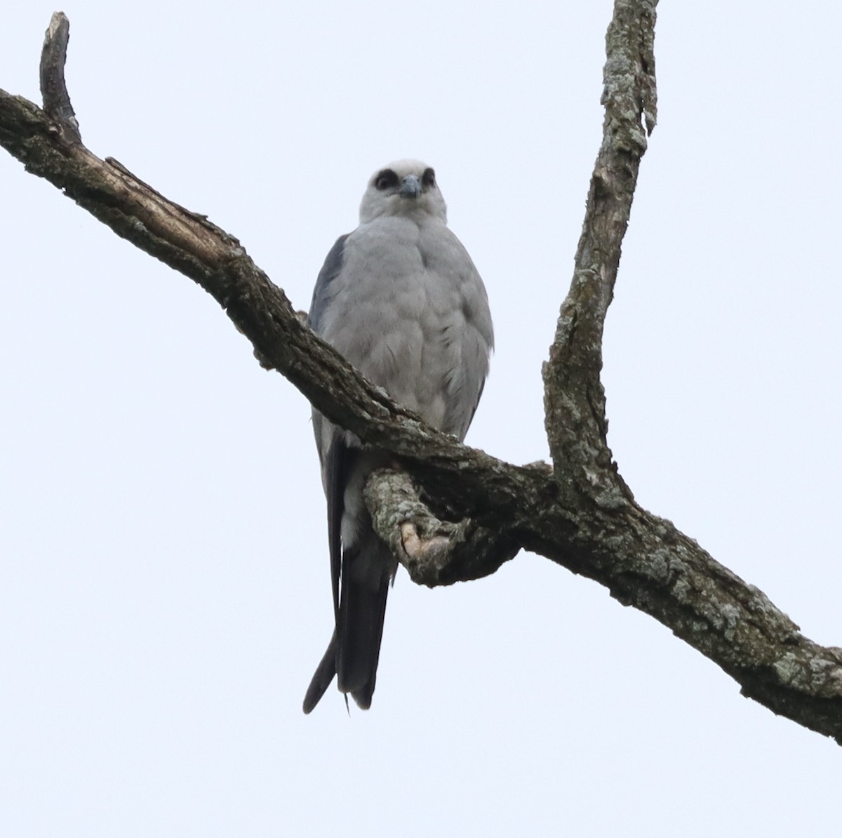 Mississippi Kite - ML638082753