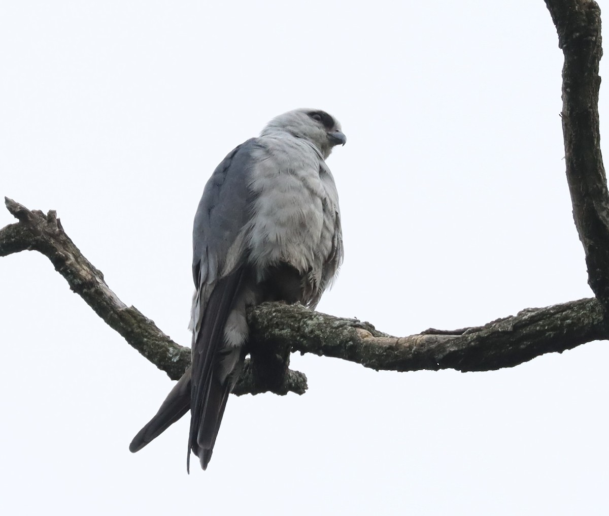 Mississippi Kite - ML638082754