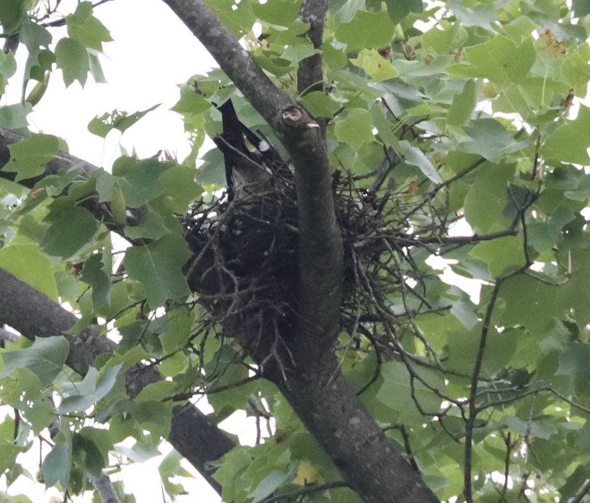 Mississippi Kite - ML638082757