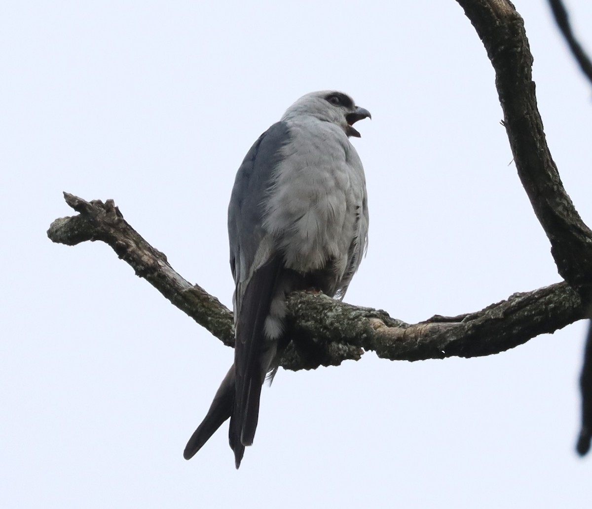 Mississippi Kite - ML638082758