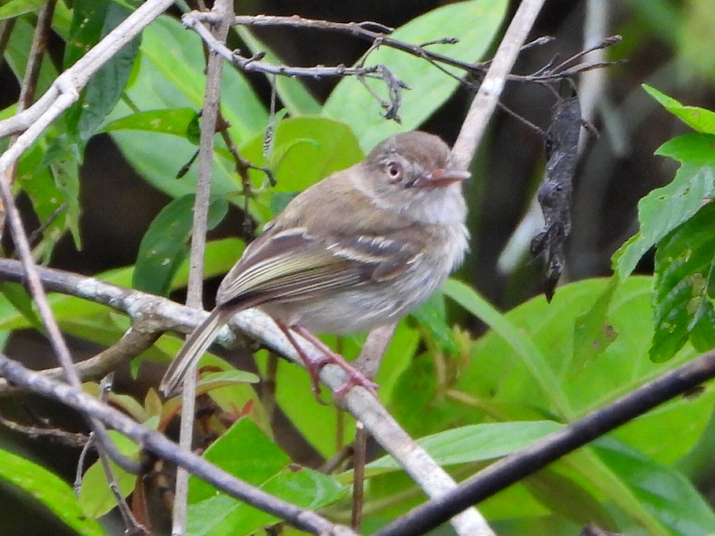 Pearly-vented Tody-Tyrant - ML638082799