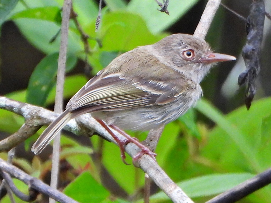 Pearly-vented Tody-Tyrant - ML638082801