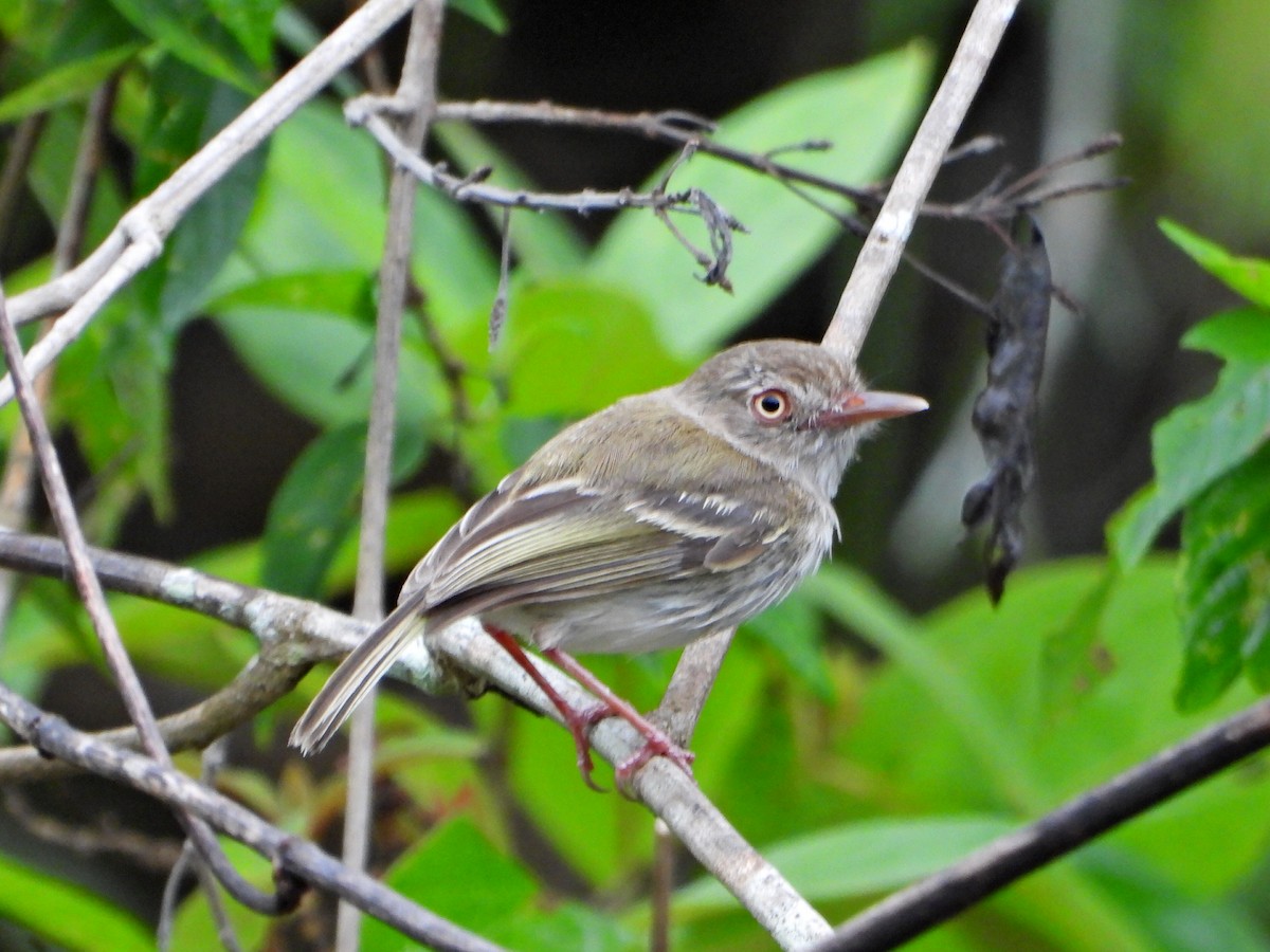 Pearly-vented Tody-Tyrant - ML638082802
