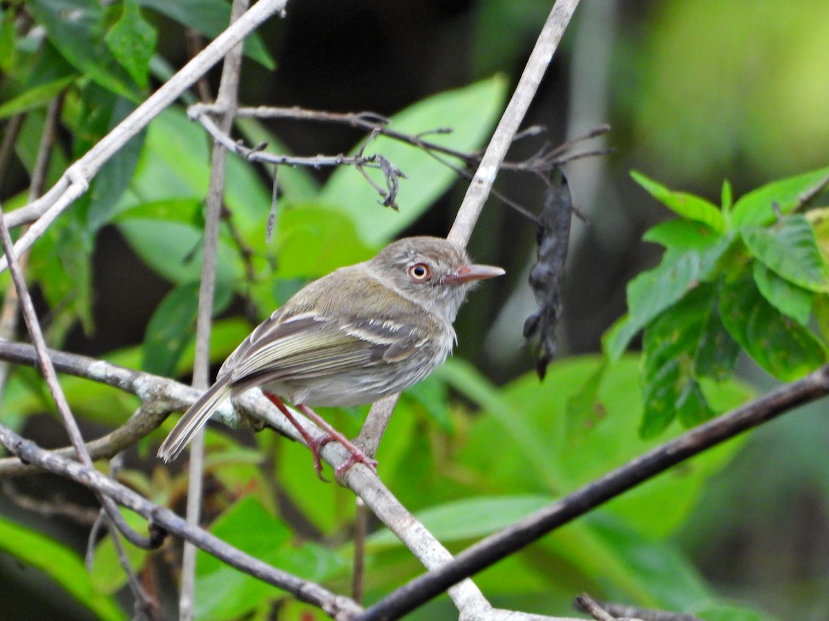 Pearly-vented Tody-Tyrant - ML638082803