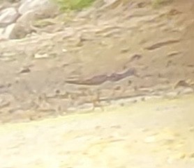 Lesser Yellowlegs - Eddie Mundall