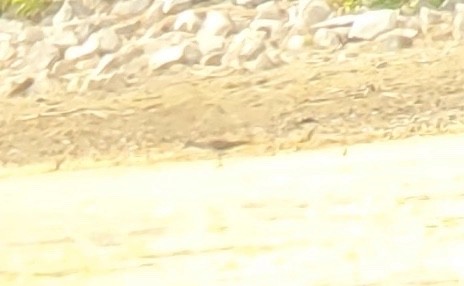 Lesser Yellowlegs - ML638082806