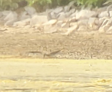 Lesser Yellowlegs - Eddie Mundall