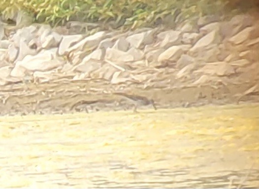 Lesser Yellowlegs - ML638082808