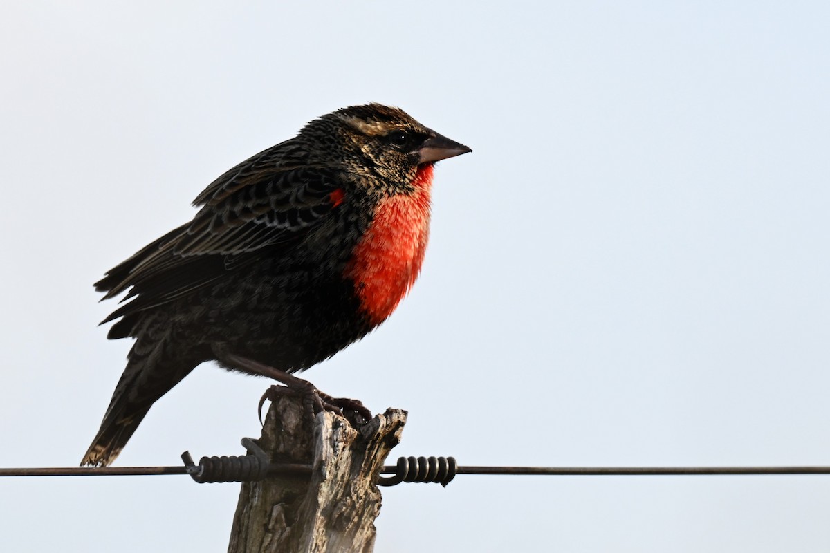 White-browed Meadowlark - ML638082908
