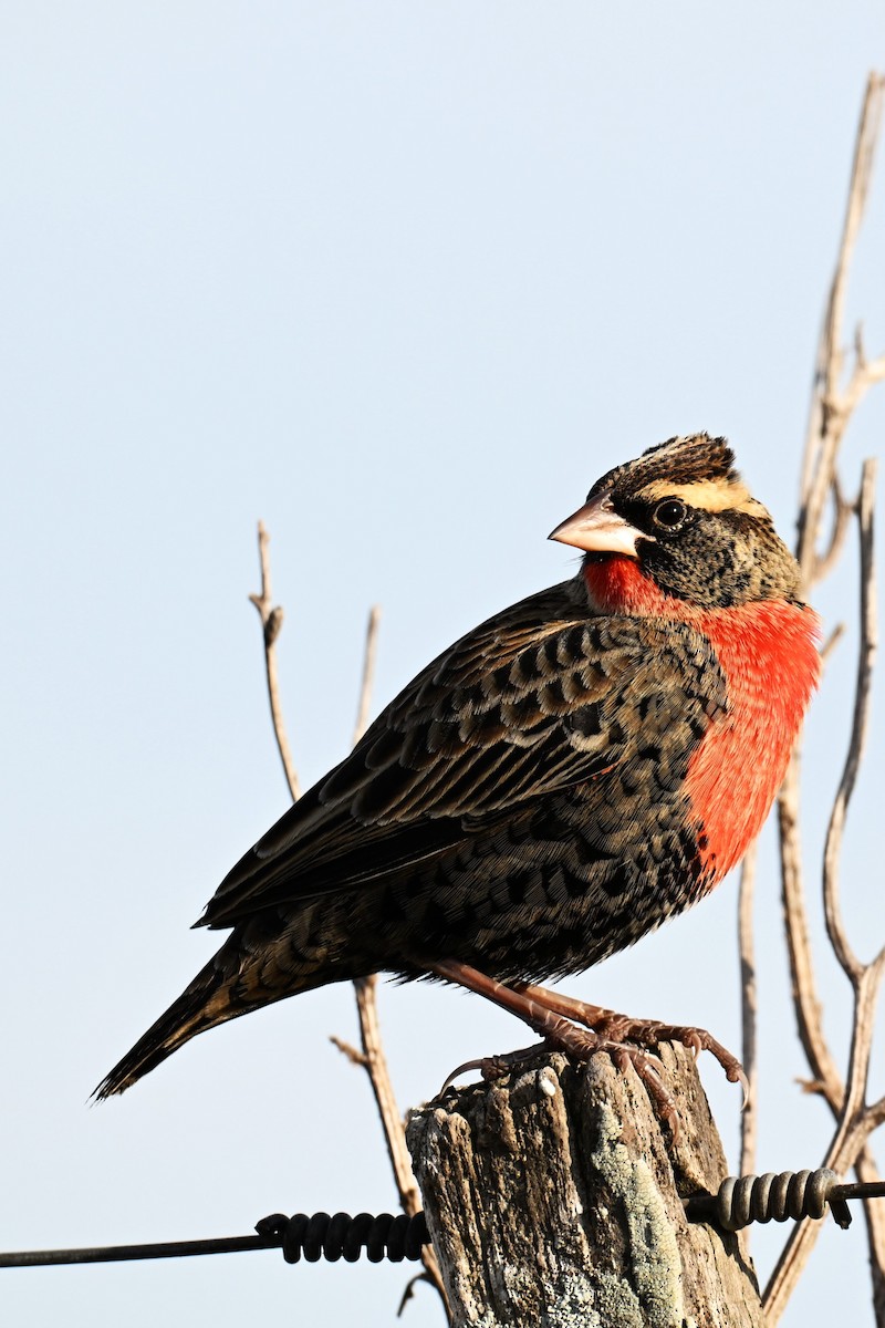 White-browed Meadowlark - ML638082916