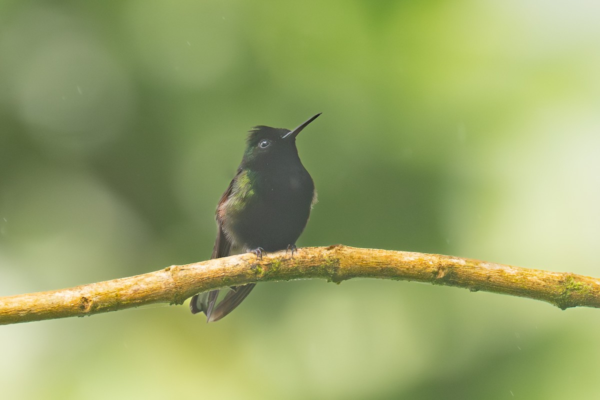 Black-bellied Hummingbird - ML638082965