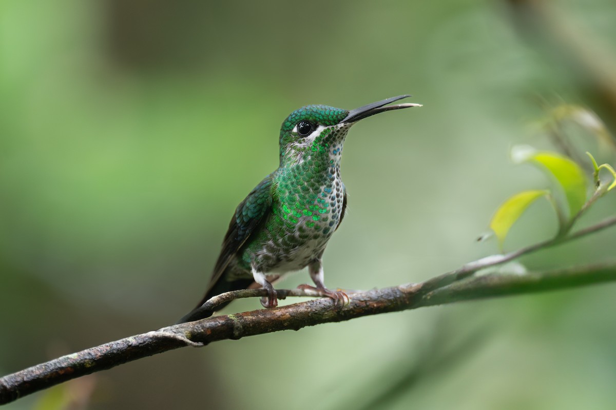Green-crowned Brilliant - ML638082981