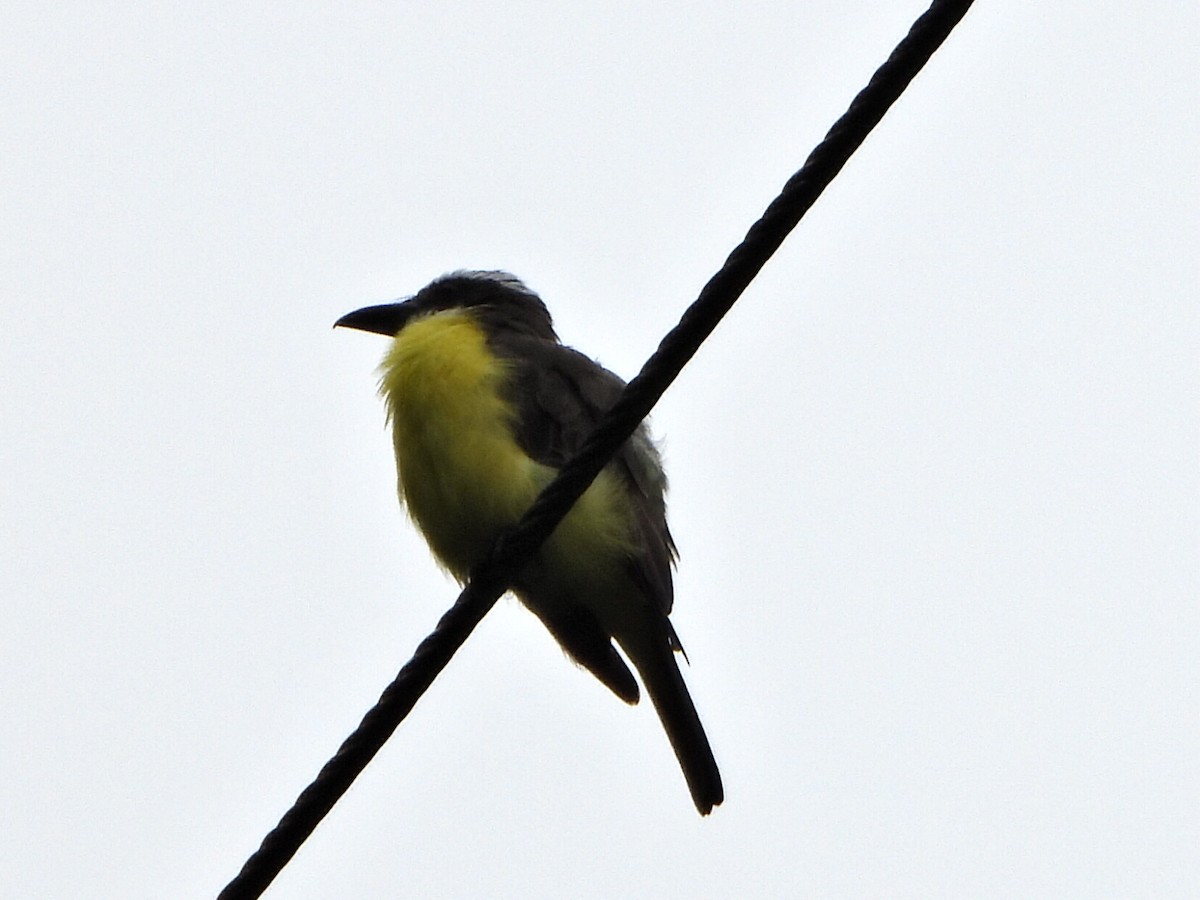 Boat-billed Flycatcher - ML638082996