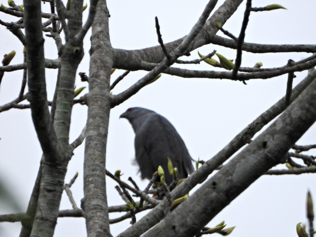 Crane Hawk - ML638083006