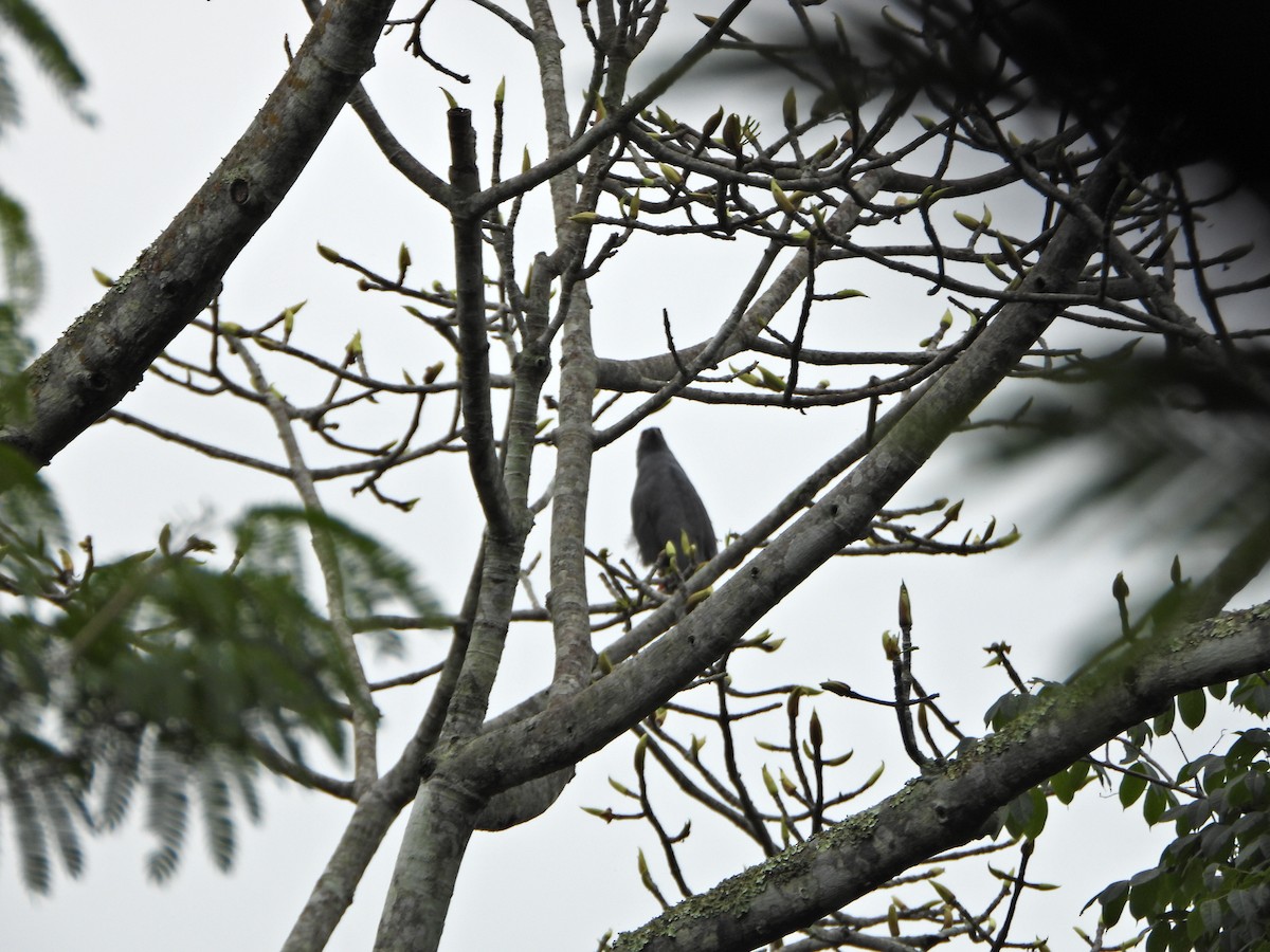 Crane Hawk - ML638083007