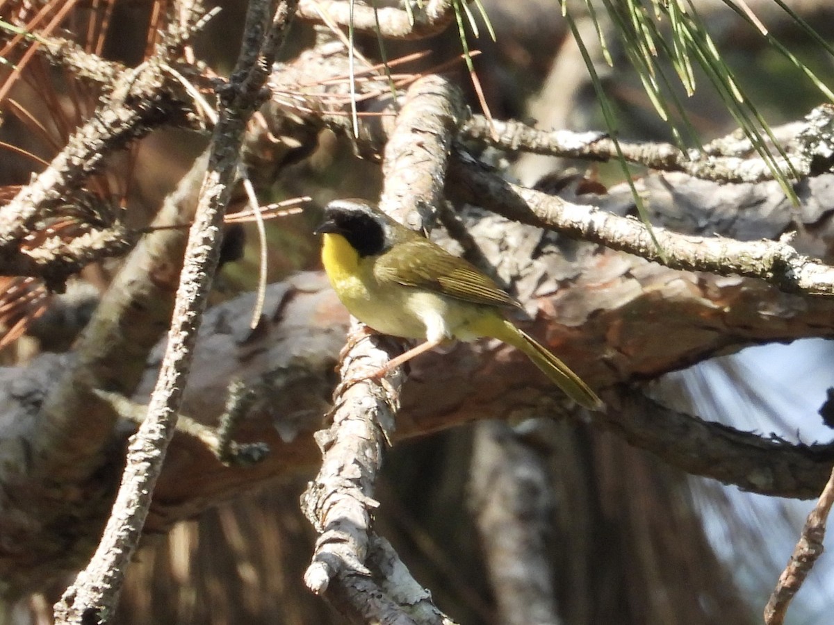 Common Yellowthroat - ML638083008