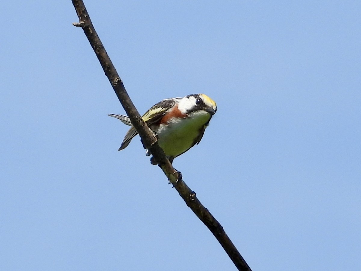 Chestnut-sided Warbler - ML638083025