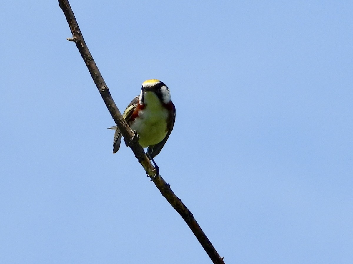 Chestnut-sided Warbler - ML638083026