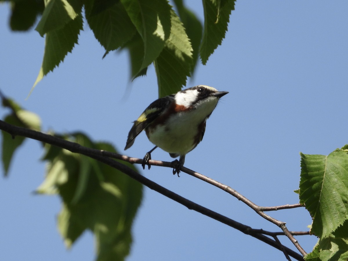 Chestnut-sided Warbler - ML638083027