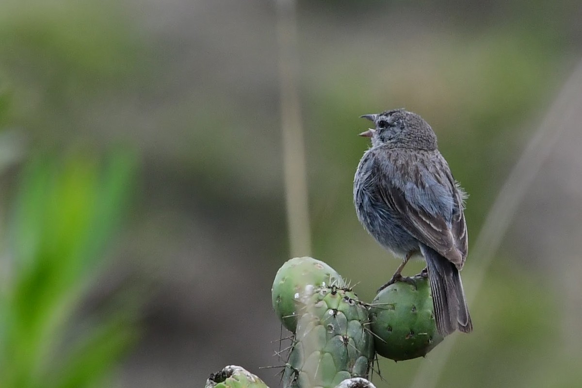 Ash-breasted Sierra Finch - ML638083040