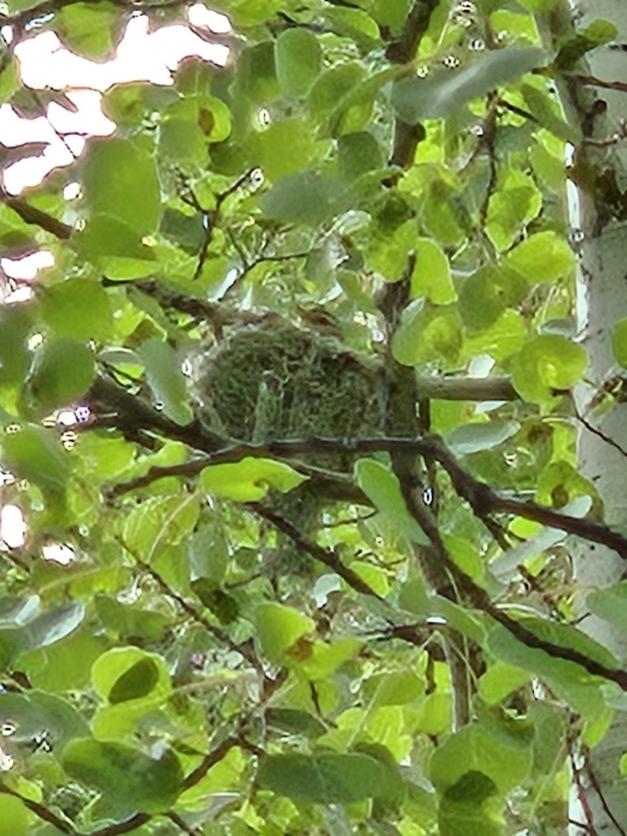 Western Warbling Vireo - ML638083044