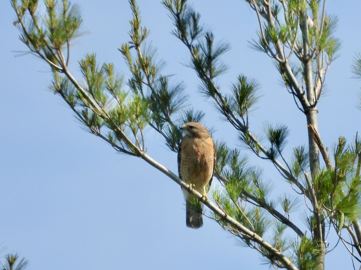 Red-shouldered Hawk - ML638083079