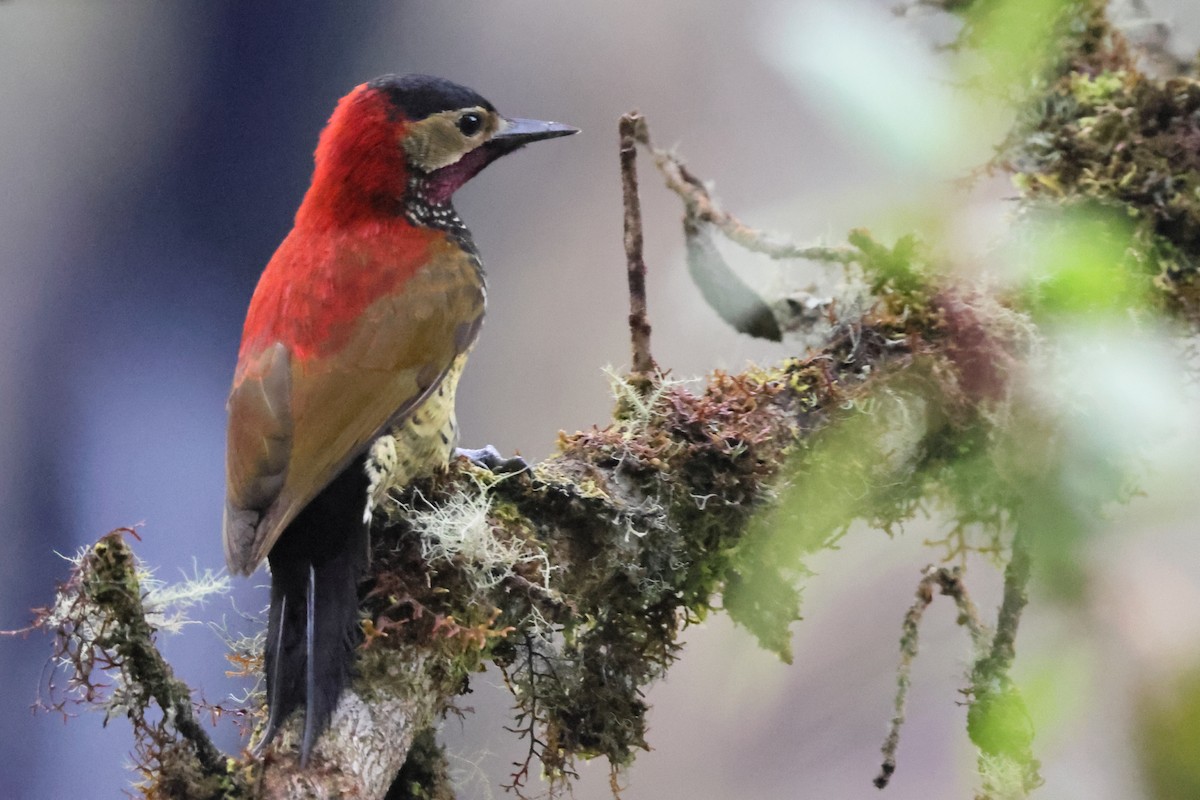 Crimson-mantled Woodpecker - ML638083090