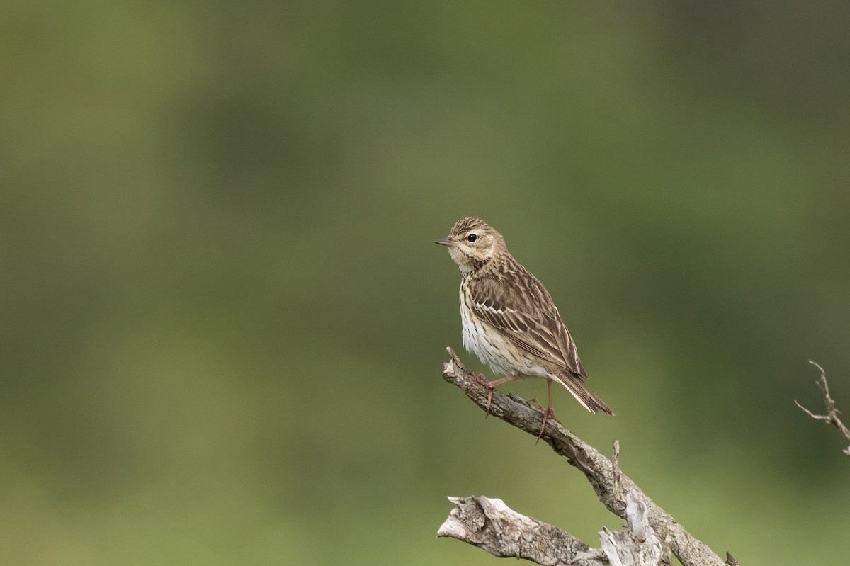 Tree Pipit - ML638083091