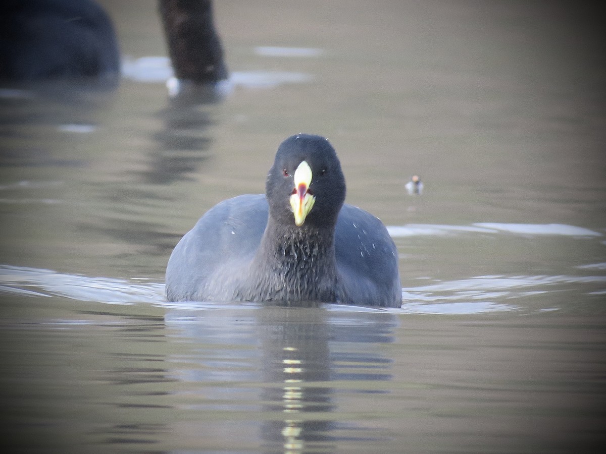 Red-gartered Coot - ML638083120