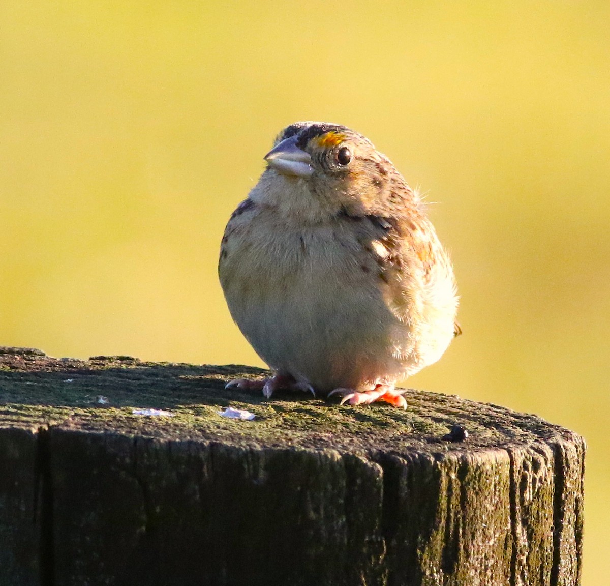 Grasshopper Sparrow - ML638083137