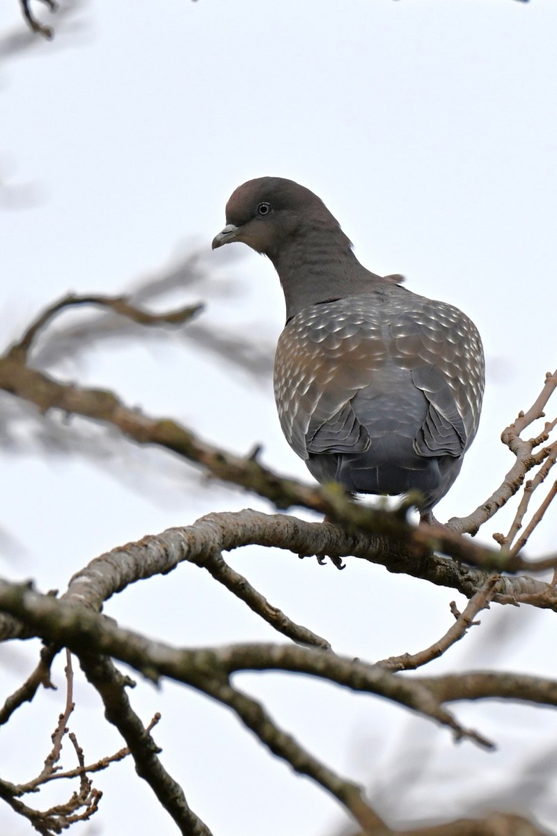 Spot-winged Pigeon - ML638083141