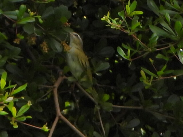Chivi Vireo - ML638083170