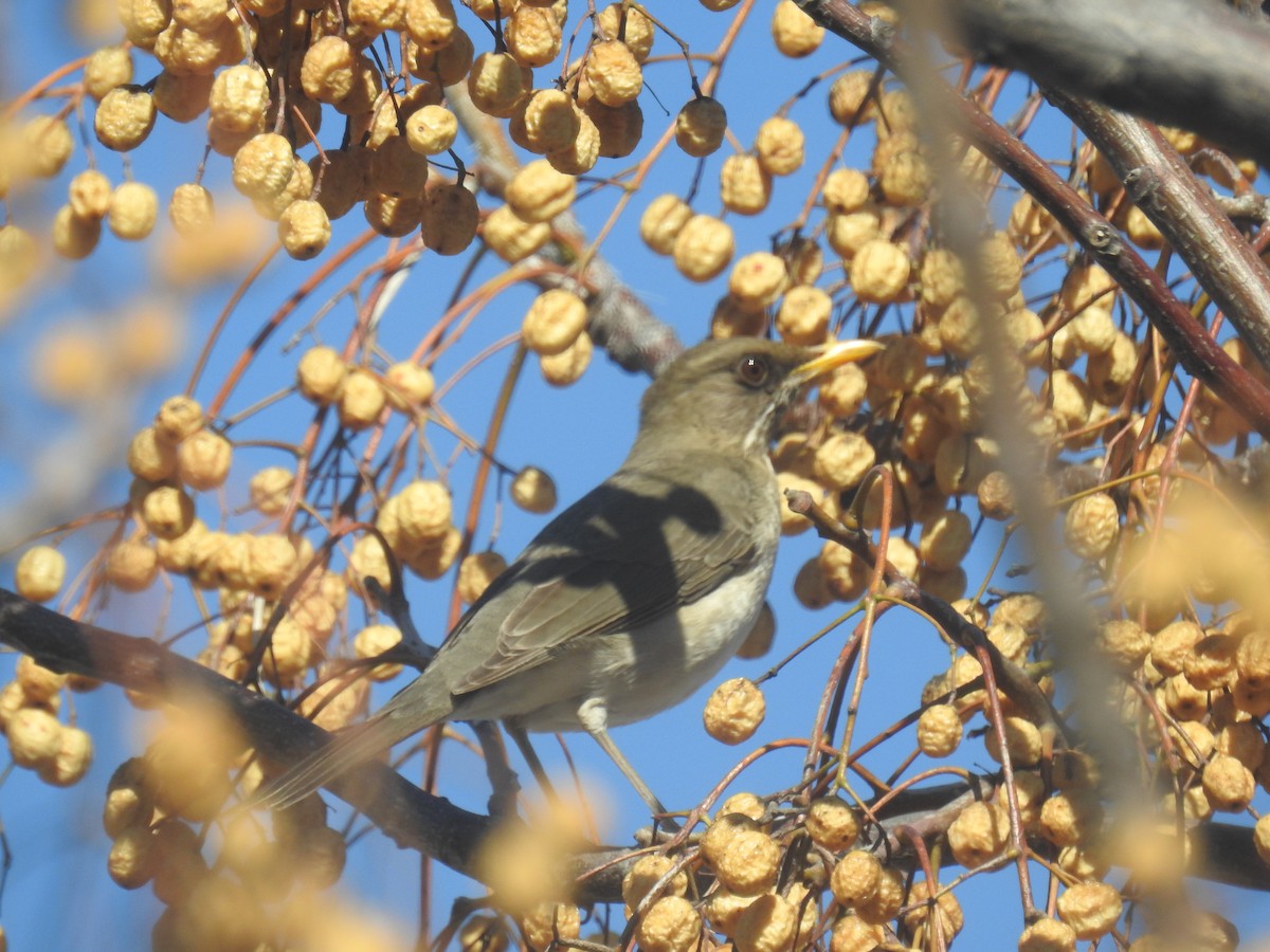 Creamy-bellied Thrush - ML638083224