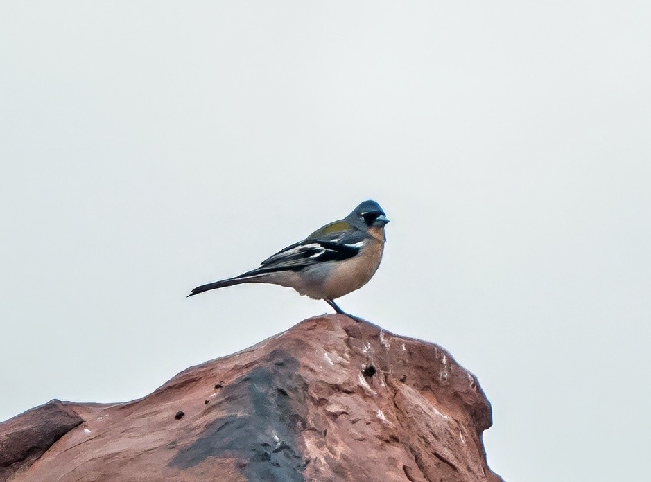 African Chaffinch - ML638083229