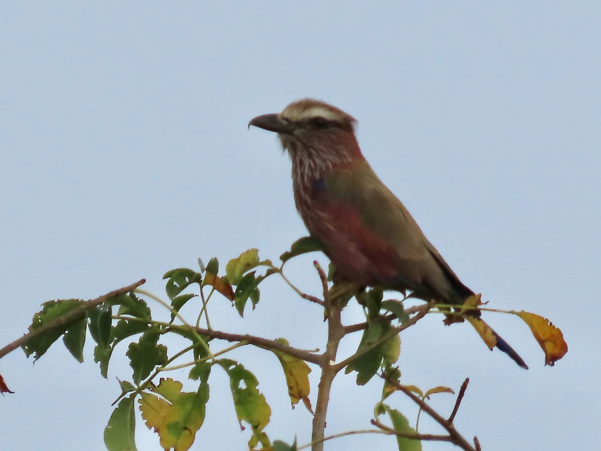 Purple Roller - ML638083252