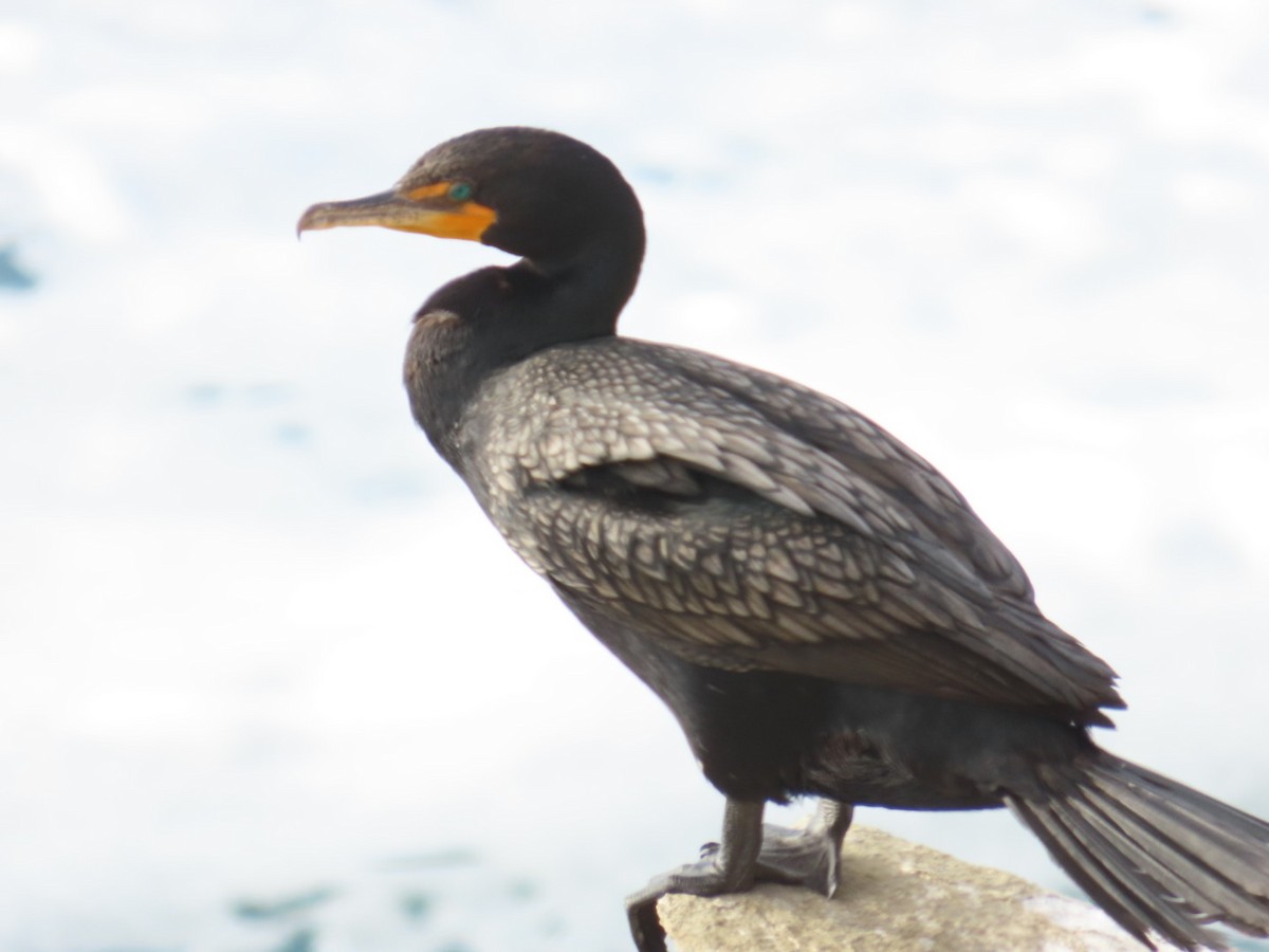 Double-crested Cormorant - ML638083257