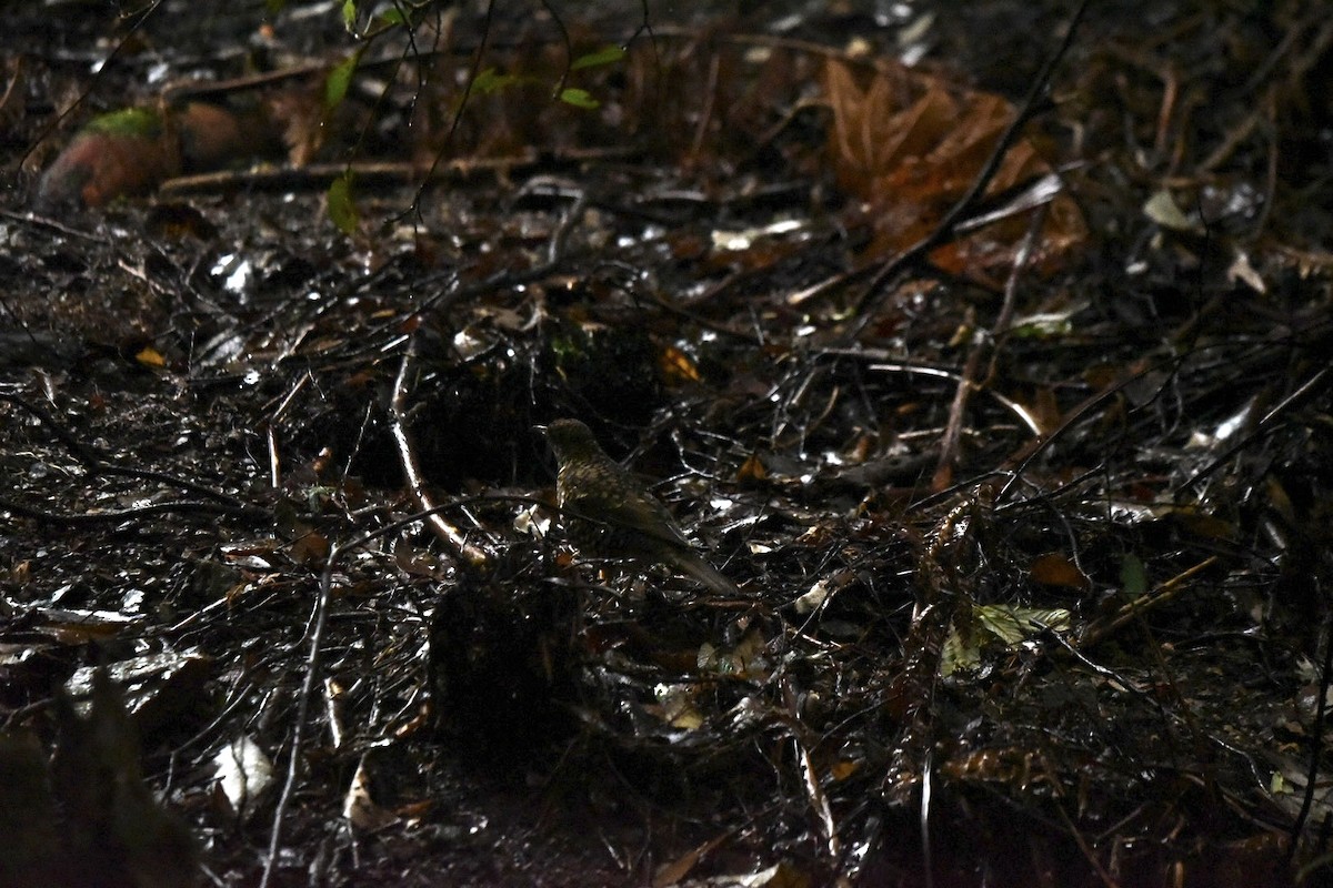 Bassian Thrush - ML638083313