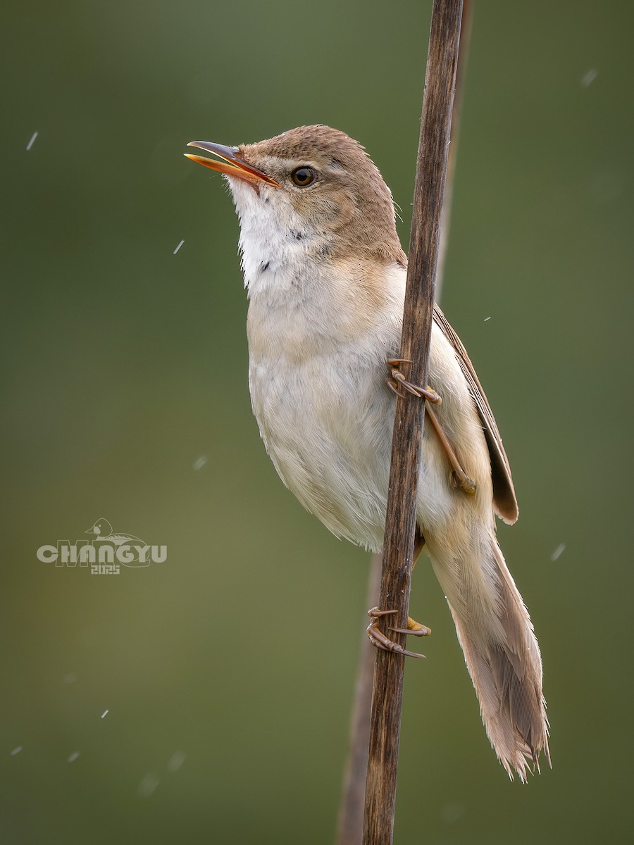 Blunt-winged Warbler - ML638083348
