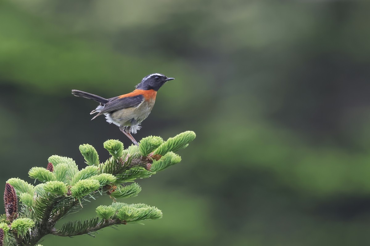 Collared Bush-Robin - ML638083355