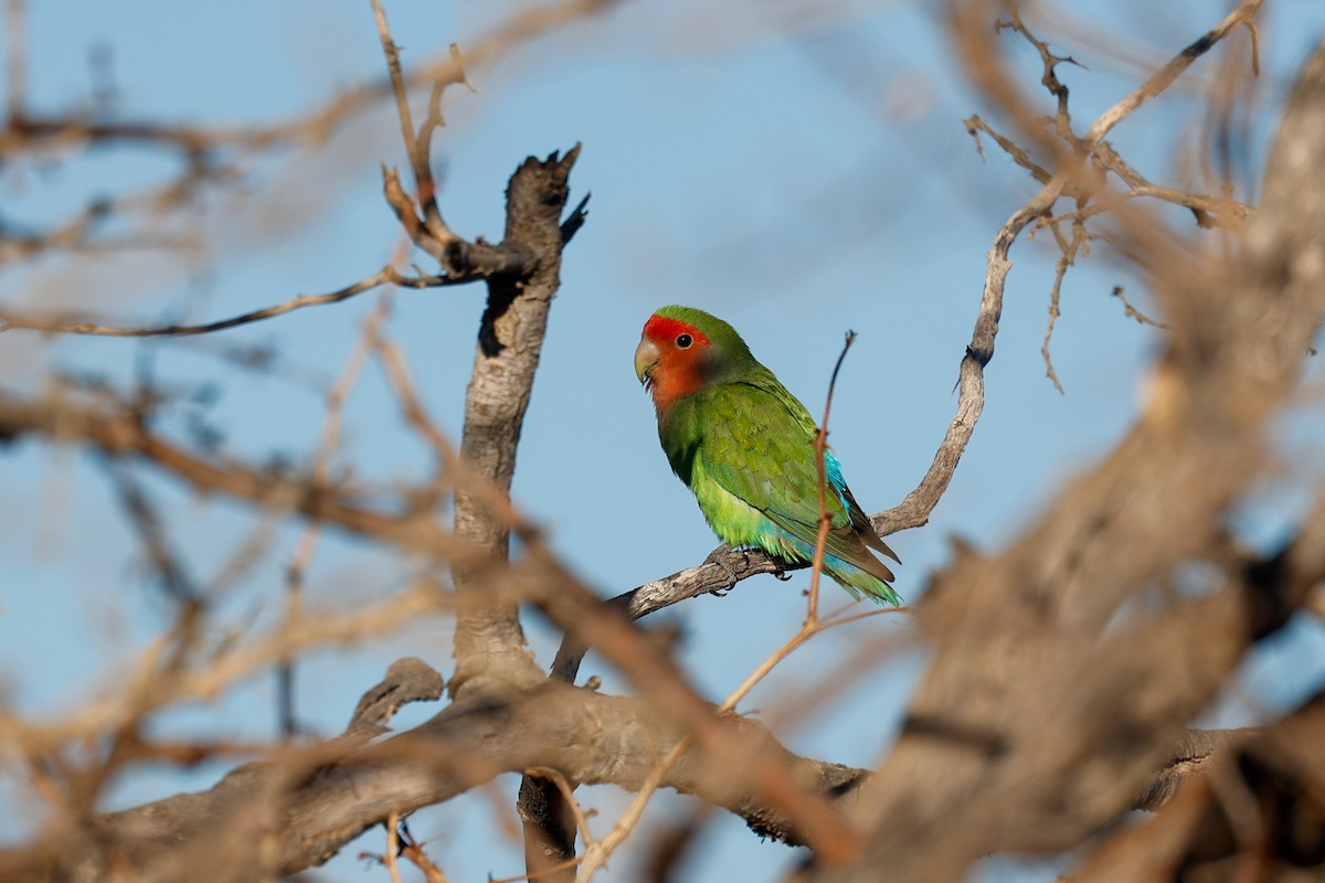 Rosy-faced Lovebird - ML638083369