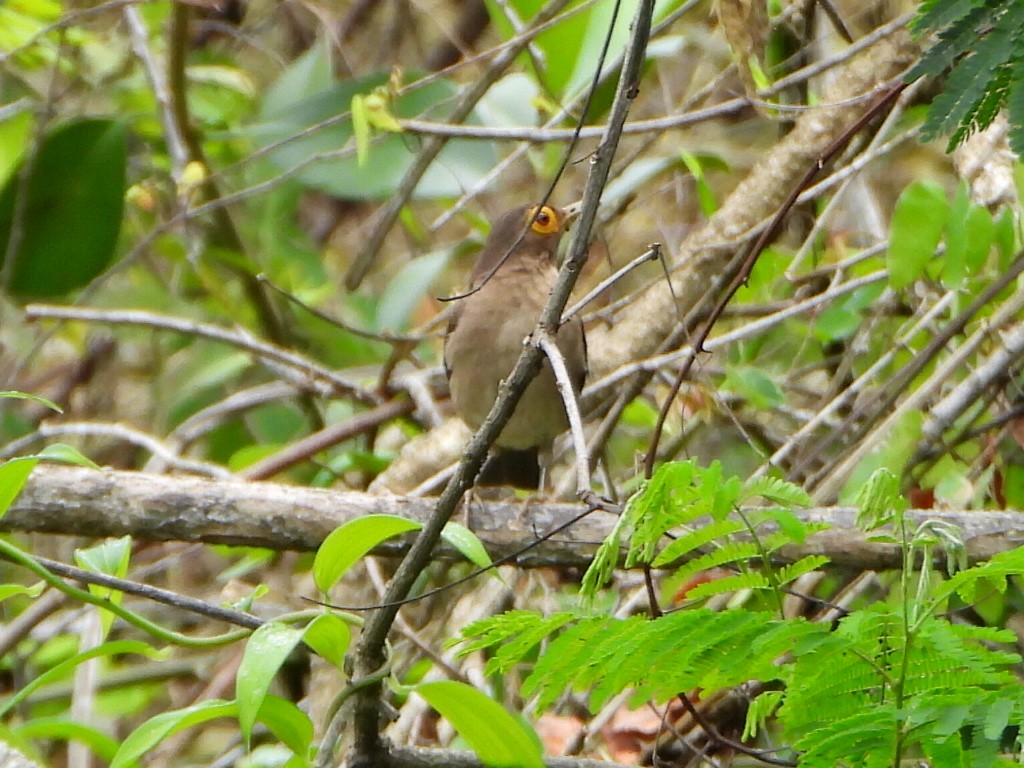 Spectacled Thrush - ML638083370