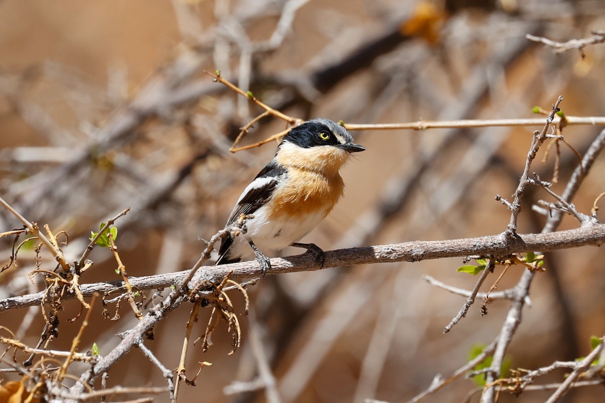 Pririt Batis - ML638083377