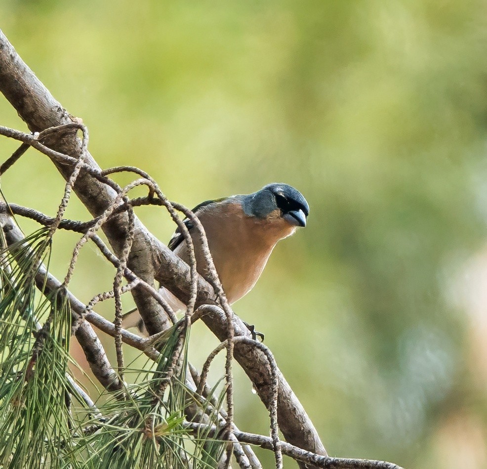 African Chaffinch - ML638083388