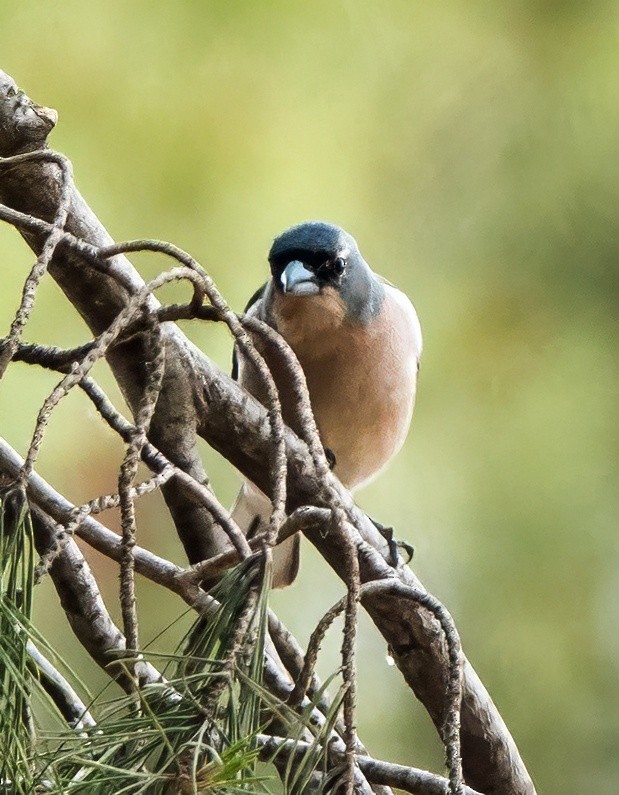 African Chaffinch - ML638083389