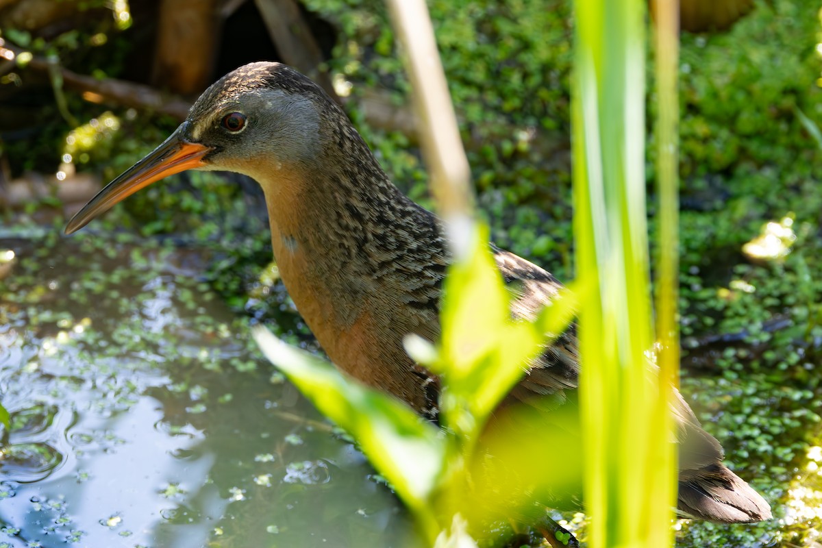 Virginia Rail - ML638083432