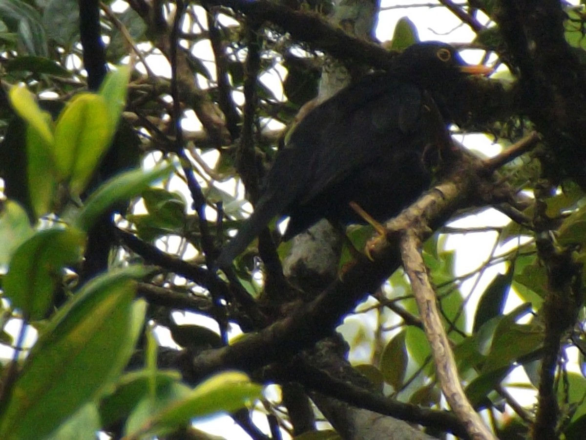 Glossy-black Thrush - ML638083437