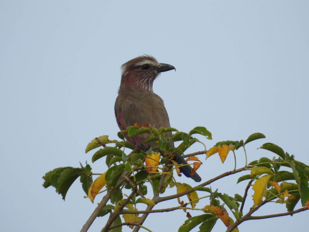 Purple Roller - ML638083439