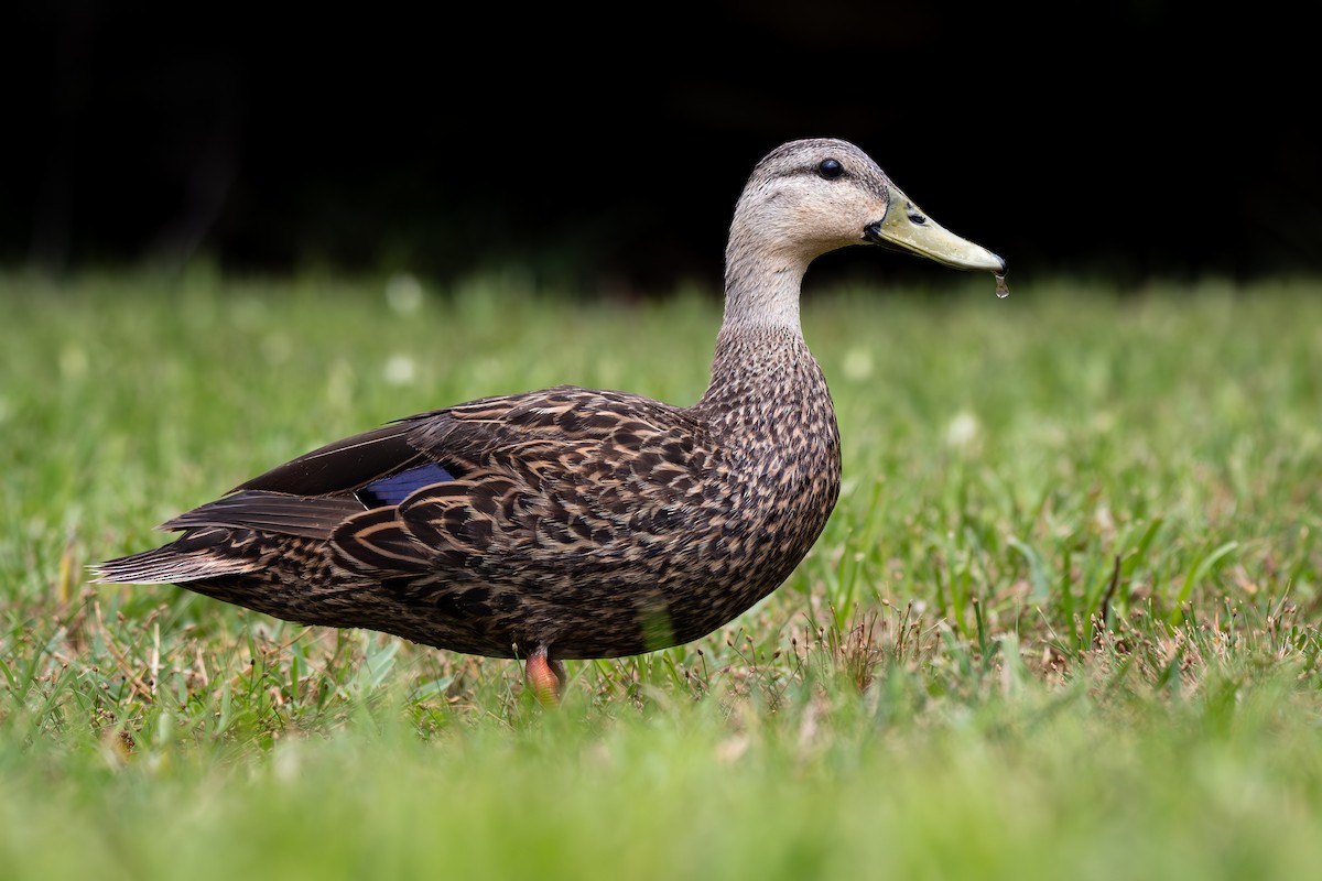 Mottled Duck - ML638083457