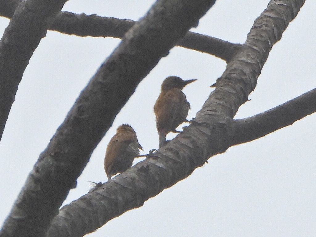 Red-rumped Woodpecker - ML638083462