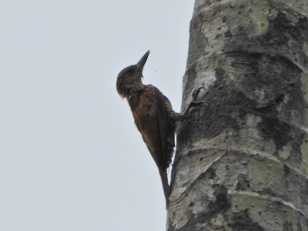 Red-rumped Woodpecker - ML638083463
